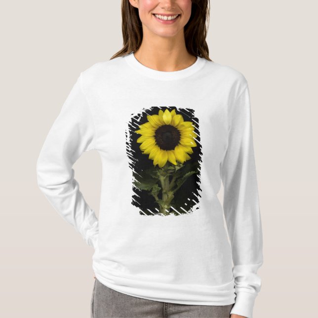 Sonnenblume 11 T-Shirt (Vorderseite)
