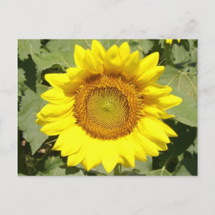 Sonnenblume 1 postkarte