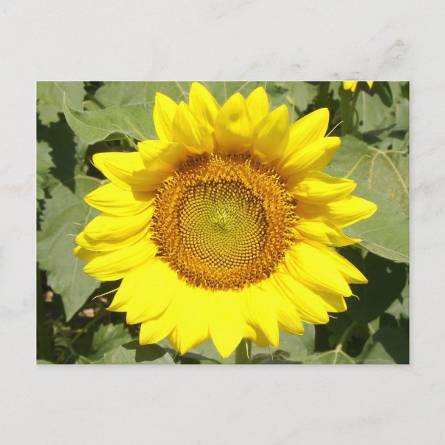 Sonnenblume 1 postkarte (Vorderseite)
