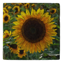 Sonnenblume_2015_0601