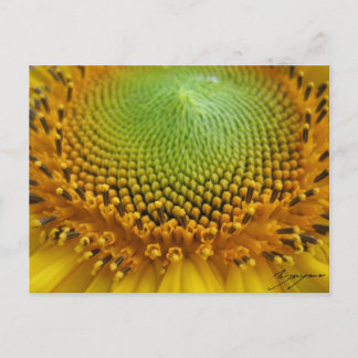 Sonnenblume 2 postkarte