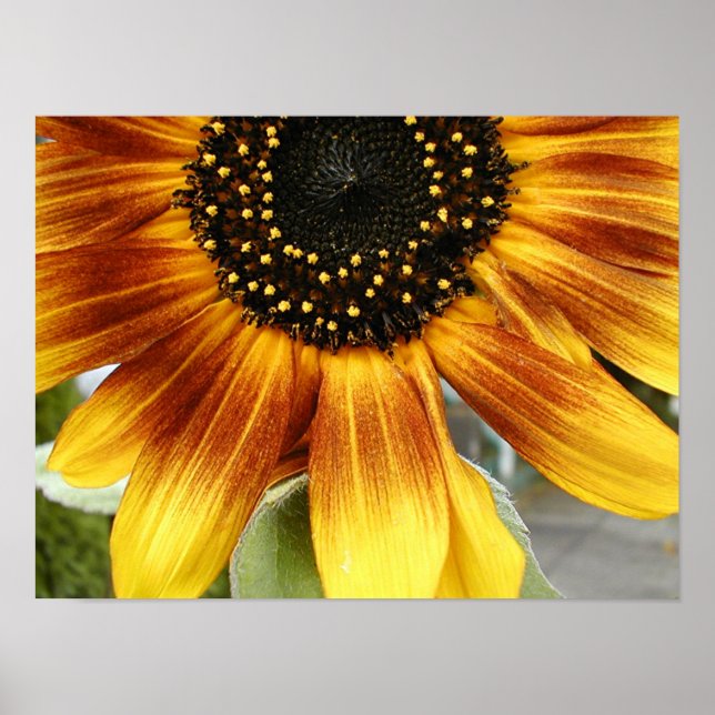 Sonnenblume 3 poster (Vorne)