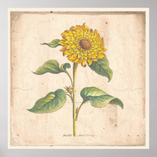 Sonnenblume Antikes Botanisches Plakat