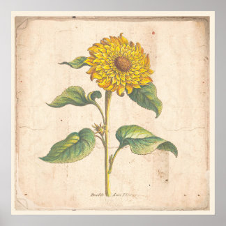 Sonnenblume Antikes Botanisches Plakat