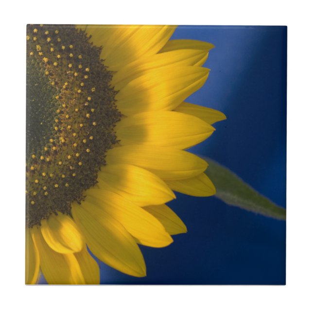 Sonnenblume auf blau fliese (Vorderseite)