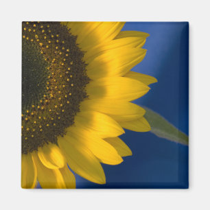 Sonnenblume auf blau magnet