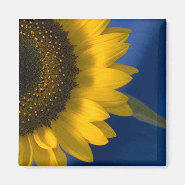 Sonnenblume auf blau magnet (Vorne)