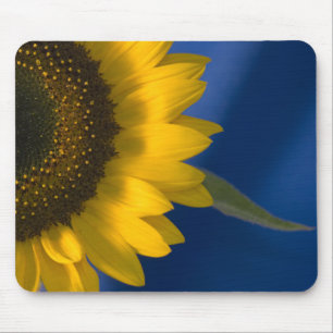 Sonnenblume auf blau mousepad