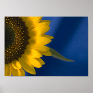 Sonnenblume auf blau poster