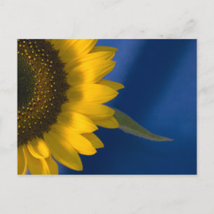 Sonnenblume auf blau postkarte