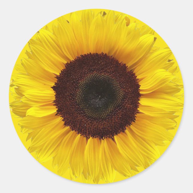 Sonnenblume auf Golden Yellow Round-Geschenkummel Runder Aufkleber (Vorderseite)