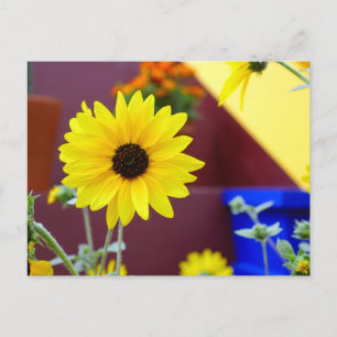 Sonnenblume auf meiner Terrasse Postkarte