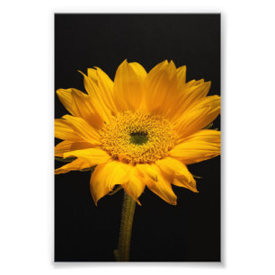 Sonnenblume auf Schwarz - Sonnenblume Lover Gesche Fotodruck