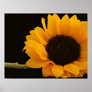 Sonnenblume auf schwarzem Poster
