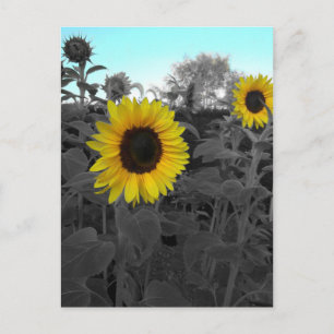 Sonnenblume aufgefärbt postkarte