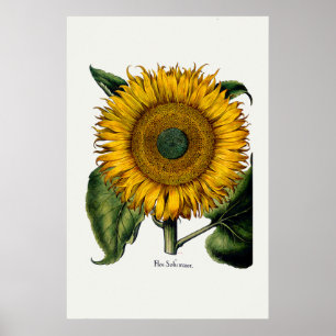 Sonnenblume aus Hortus Eystettensis Poster