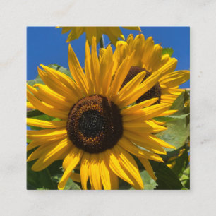 Sonnenblume Begleitkarte