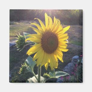 Sonnenblume bei Sonnenuntergang — Magnet