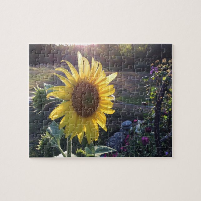 Sonnenblume bei Sonnenuntergang — Puzzle (Horizontal)