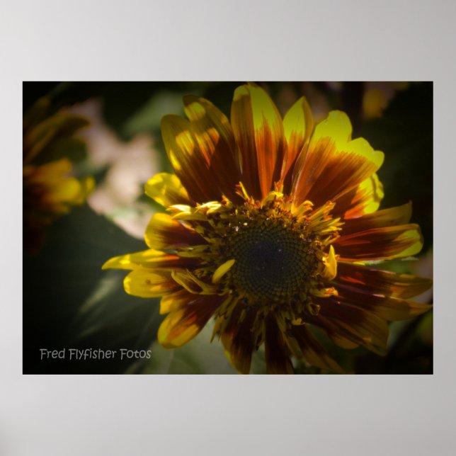 Sonnenblume Black Vignette Poster (Vorne)