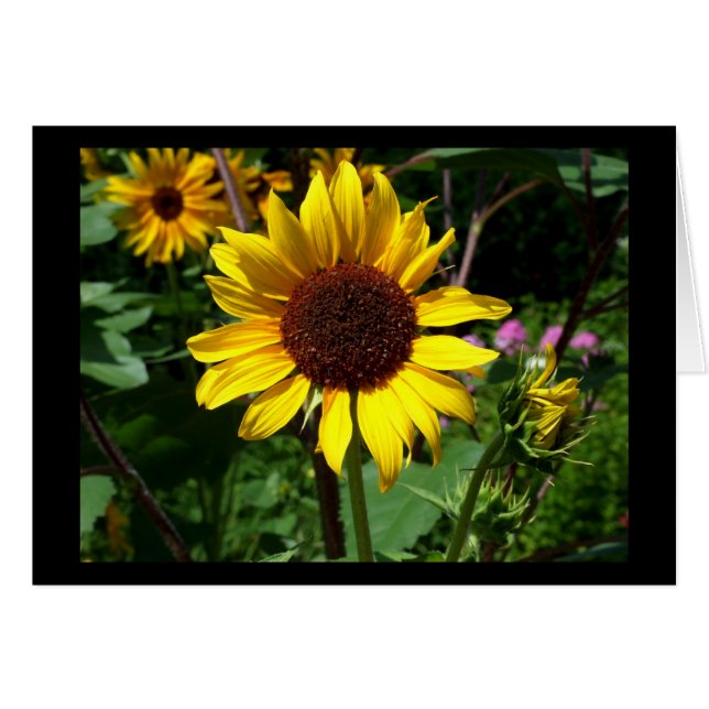 Sonnenblume - Blankokarte (Vorderseite (Horizontal))