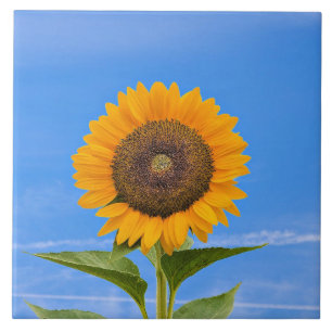 Sonnenblume, Blauer Himmel, Fliese