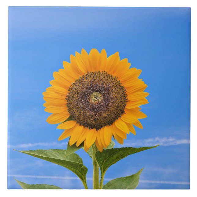 Sonnenblume, Blauer Himmel, Fliese (Vorderseite)