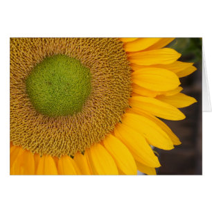 Sonnenblume-Blumenblatt-Blumen-Fotografie-Karte