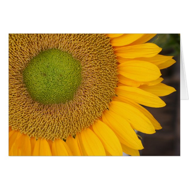 Sonnenblume-Blumenblatt-Blumen-Fotografie-Karte (Vorderseite (Horizontal))