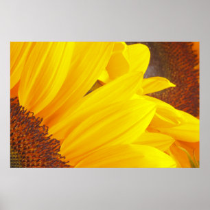 Sonnenblume-Blumenblatt-Plakat Poster
