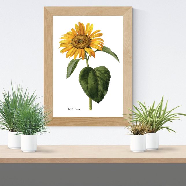 Sonnenblume Botanische Mary Eaton Poster (Von Creator hochgeladen)