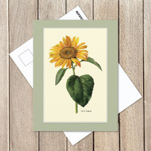 Sonnenblume Britische Botanische Illustration Postkarte