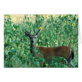 Sonnenblume Buck