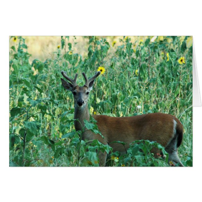 Sonnenblume Buck (Vorderseite (Horizontal))