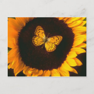 Sonnenblume Butterfly Postkarte