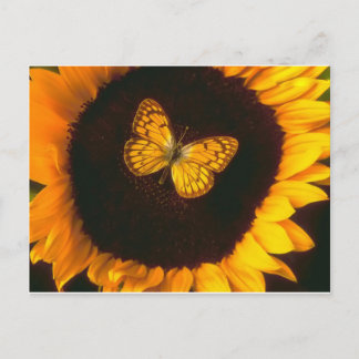 Sonnenblume Butterfly Postkarte