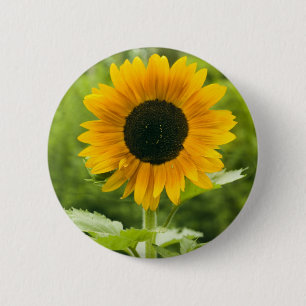 Sonnenblume Button