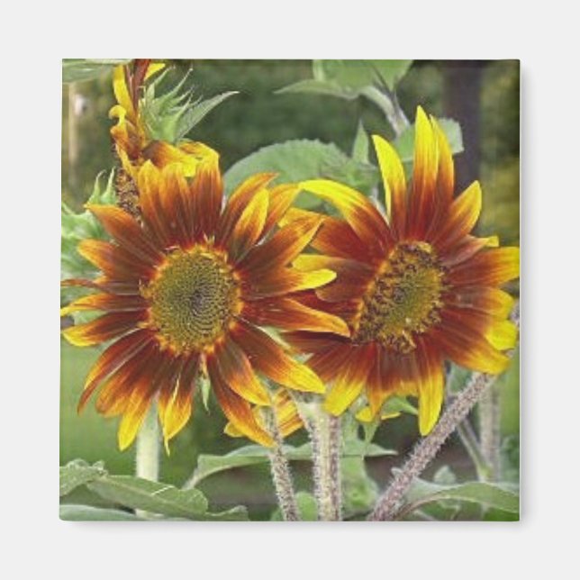Sonnenblume Duo Magnet (Vorne)