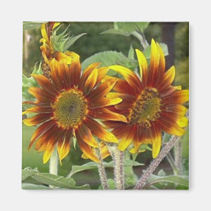 Sonnenblume-Duo-Magnet Magnet