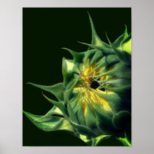 Sonnenblume entfaltet sich poster