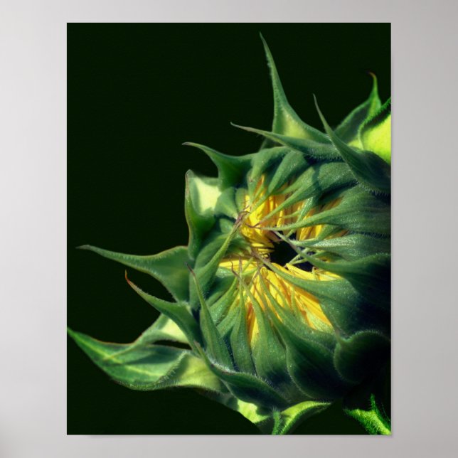 Sonnenblume entfaltet sich poster (Vorne)