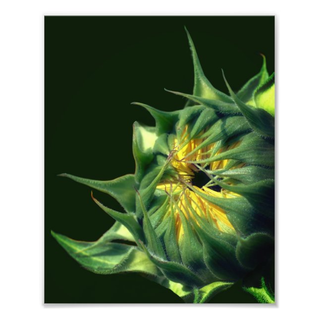 Sonnenblume Entfaltung 8x10 Fotodruck (Vorne)