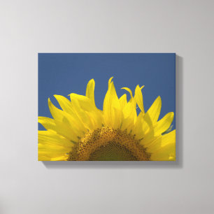 Sonnenblume Erblüht Leinwanddruck