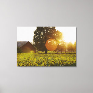 Sonnenblume-Feld am Sonnenuntergang mit einer Leinwanddruck