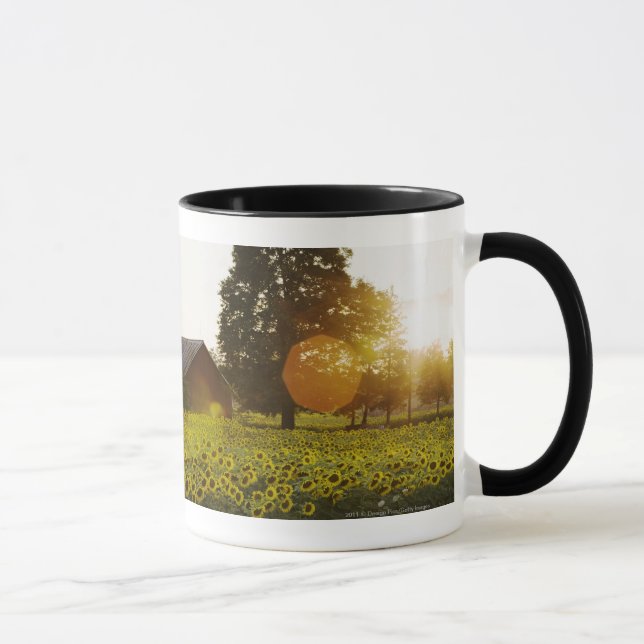 Sonnenblume-Feld am Sonnenuntergang mit einer Tasse (Rechts)