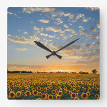 Sonnenblume-Feld am Sonnenuntergang