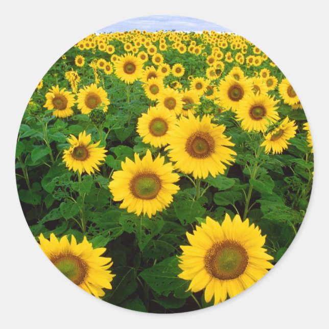 Sonnenblume-Feld-Gelb-Blumen Runder Aufkleber (Vorderseite)