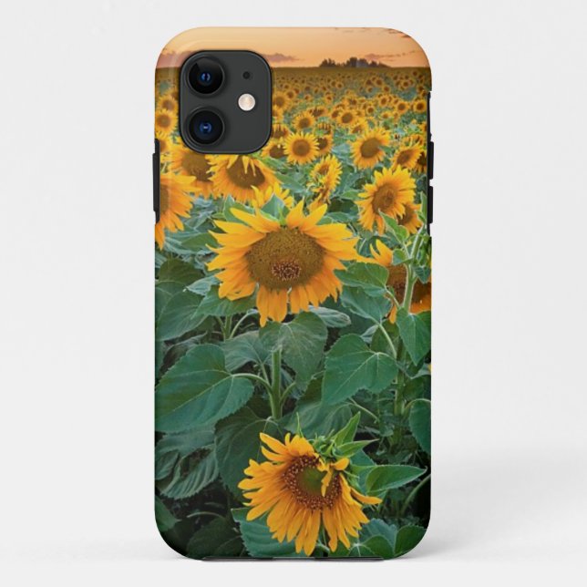 Sonnenblume-Feld in Longmont, Colorado Case-Mate iPhone Hülle (Rückseite)