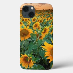 Sonnenblume-Feld in Longmont, Colorado Case-Mate iPhone Hülle