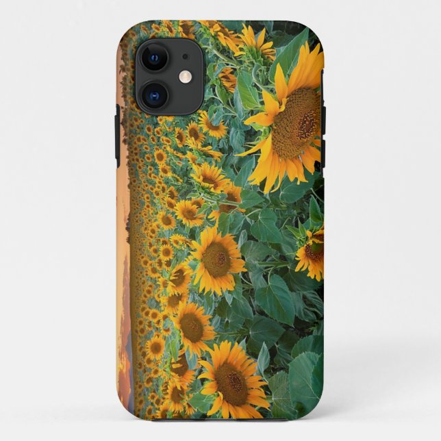 Sonnenblume-Feld in Longmont, Colorado Case-Mate iPhone Hülle (Rückseite)